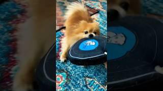 Lovable furball w/ Barsuk toy