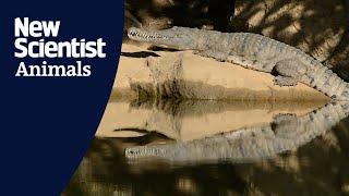 Taste aversion training for crocodiles