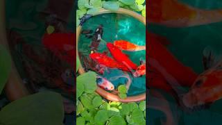 Best Fish food for fast growth  #thefishyzone #intan