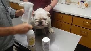 Bulldog and Fr. Bulldog Tear Stain Removal Demo Dr. Kraemer Vet4Bulldog Bully Specialist