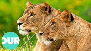 How Lioness Take Over the Lead in the Warthog Hunt | Our World