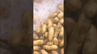 South Carolina Boiled Peanuts