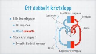 Människans cirkulationssystem. Hjärta, blodkärl och blodtryck