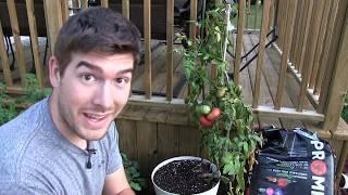 Giant Crimson (87 y/o) Tomato Update - Seeds, Ripe Tomatoes, & Fake Knockoffs!