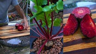 Can You Grow Root Vegetables In Hydroponics/