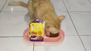 CATLOVERS #video @wlz turet