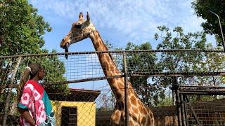 Ibadan Living #2: University of Ibadan Zoo Tour in 2023 | A Typical Day in my Life in Ibadan Nigeria