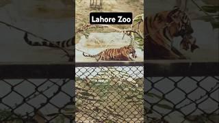 Dangerous Tiger eating meat l Lahore Zoo Animals 2025 l #shorts #zoo #tiger #tigershorts #wildlife