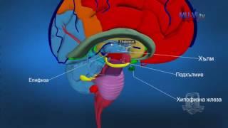 3D Обучение по анатомия – Главен мозък