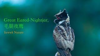 "batman" calling loud .... Great Eared-Nightjar , 毛腿夜鹰 4k recording