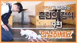 [도그원 Pet TV] 강아지 훈련의 정석 9편 안녕하세요 훈련 / 훈련사가 알려주는 / 애견훈련 / Dog Training