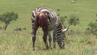 Zebras: Nature's Ultimate Prey - Horrifying Planet - Ep. 1