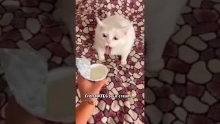 Cat's dislikes  #cat #funny #comedy #memes #viralvideo #trending #shorts