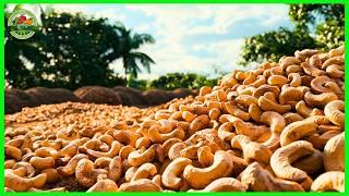 How farmers plant and harvest billions of cashew nuts | Cashew nuts processing | Farming documentary