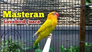 Suara Lovebird GACOR Ngetik Ngekek Panjang Jeda RAPAT, MASTERAN LOVEBIRD JUARA