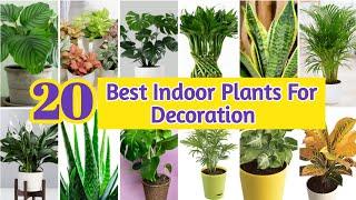 20 Best Indoor Plants For Decoration | Best Indoor Plants  For Clean Air | Low light Indoor Plants