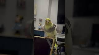 Have You Ever Played Peek-A-Boo With a Parrot? | Tiel Named Loubert