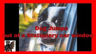 Dog jumps from a stationary car window cerberusk9uk