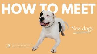 How To Meet New Dogs