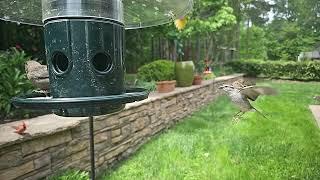 Hovering bird in slo-mo