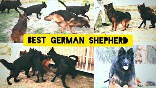 pakistan best black german shepherds long hair vist vom maxburg kenel islamabad @Punjabpets