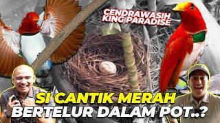 UNIK BANGETT..! CENDRAWASIH KING PARADISE BERTELUR DI POT..?? KOK BISAA..