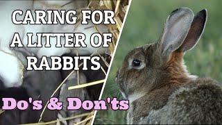 CARING FOR A LITTER OF RABBITS/LIMIT YOUR LOSSES