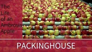 Ambrosia Apples Go to the Packinghouse