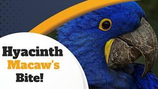 Hyacinth Macaws as Pets a Complete Care Guide