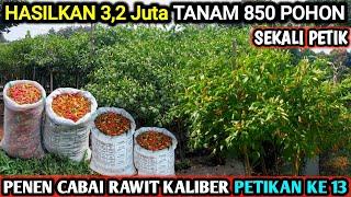  HASILKAN 3,2 JUTA TANAM 850 POHON 62Kg | PANEN RAWIT KALIBER PETIKAN KE 13 #infopertaniancabe