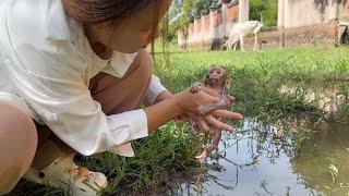 Mom Resource Newborn Baby Monkey At Field In Village Near Home