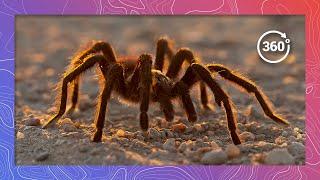 Leggy Love Fest: Witness the Oklahoma Brown Tarantula Mating Migration