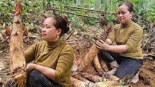 Harvesting Bamboo Shoots - Sour Fermentation Process - Make Steamed Cakes