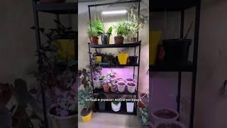 Заказать стеллаж можно на сайте "Красивая грядка" ссылка в описании профиля #стеллаж  #огороднаокне