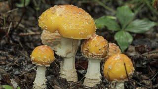 How to Detoxify and Cook Amanita Muscaria