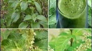 Use Nunum leaf to Cure BP and so many more.. #spirituality #spiritual #herbalmedicine #herbs