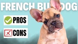 French Bulldog 101: Pros and Cons Of This Adorable Breed