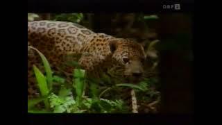 Universum - Das Jahr des Jaguars - ORF 2 [1996]