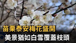 苗栗泰安梅花盛開  美景猶如白雪覆蓋枝頭－民視新聞