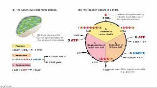 BCOR011WL Chpt 10 - Synthesis Part