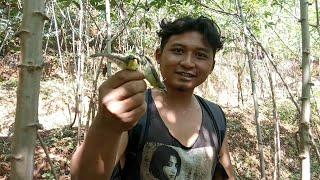 cara pikat burung remetuk laut/siur siur di kebon singkong