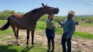 This Horse has to be Muzzled and Chained! 