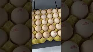 Egg inkjet printer#Inkjet Printer