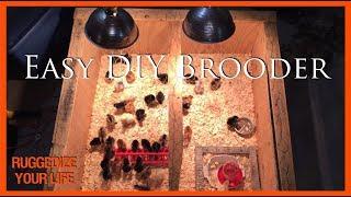 Raising chicks in the basement: DIY Brooder Build & Setup