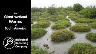 The Giant Wetland Worms of South America