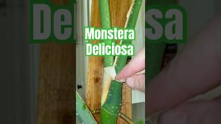 #monsteradeliciosa #monstera #plantmove #houseplants #plants