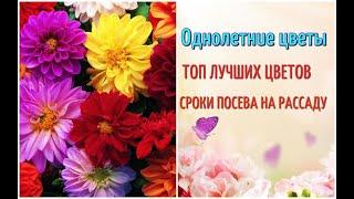 Какие цветы посеять на рассаду ? / Когда сеять однолетние цветы ?  Лучшие однолетние цветы.