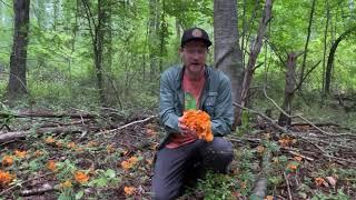 Foraging for Smooth Chanterelles (Cantharellus lateritius) in New Hampshire