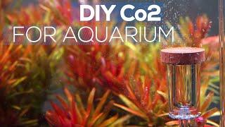 How To Make DIY CO2 For Aquarium | LOW BUDGET DIY CO2 For PLANTED AQUARIUM