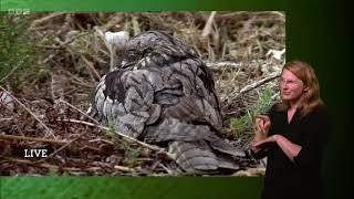 That fascinating footage of a Nightjar eating its young chick | Springwatch 2023 (signed)